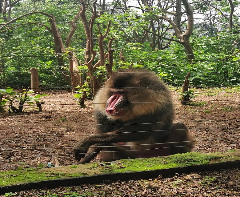 Zoo de Mvog betsi-Yaoundé