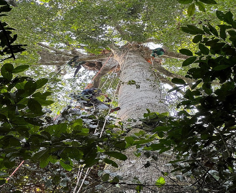 Réserve de phaune du dja-Lomié