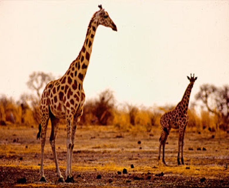 Parc national de waza-Waza